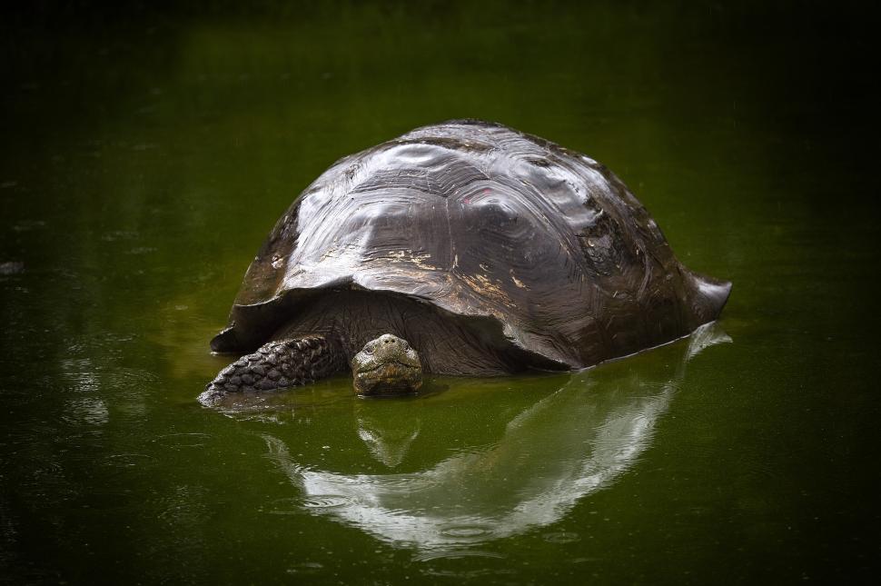 Țestoasele gigant s-au întors pe insula Galapagos după aproape 200 de ani 1048087