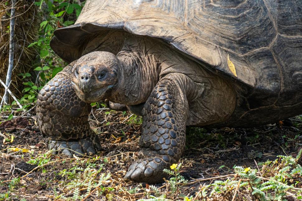 Țestoasele gigant s-au întors pe insula Galapagos după aproape 200 de ani 1048088