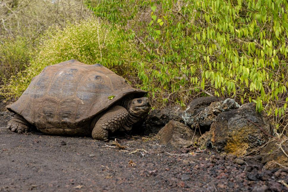 Țestoasele gigant s-au întors pe insula Galapagos după aproape 200 de ani 1048089