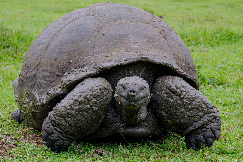 Țestoasele gigant s-au întors pe insula Galapagos după aproape 200 de ani 1048090