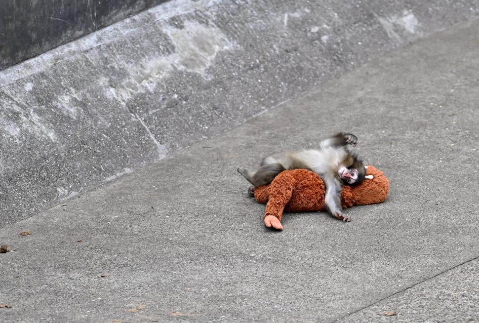 Isterie globală cu maimuțica Punch și „mama” ei de pluș: Sunt cozi infernale la Zoo în Japonia, iar pe net e deja vedetă 1048362