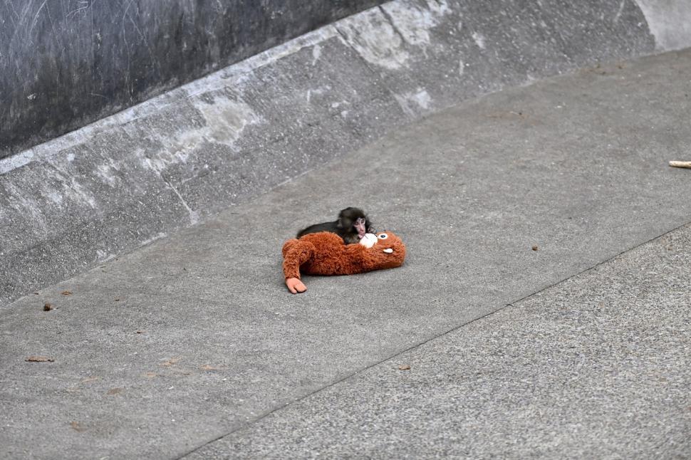 Isterie globală cu maimuțica Punch și „mama” ei de pluș: Sunt cozi infernale la Zoo în Japonia, iar pe net e deja vedetă 1048364