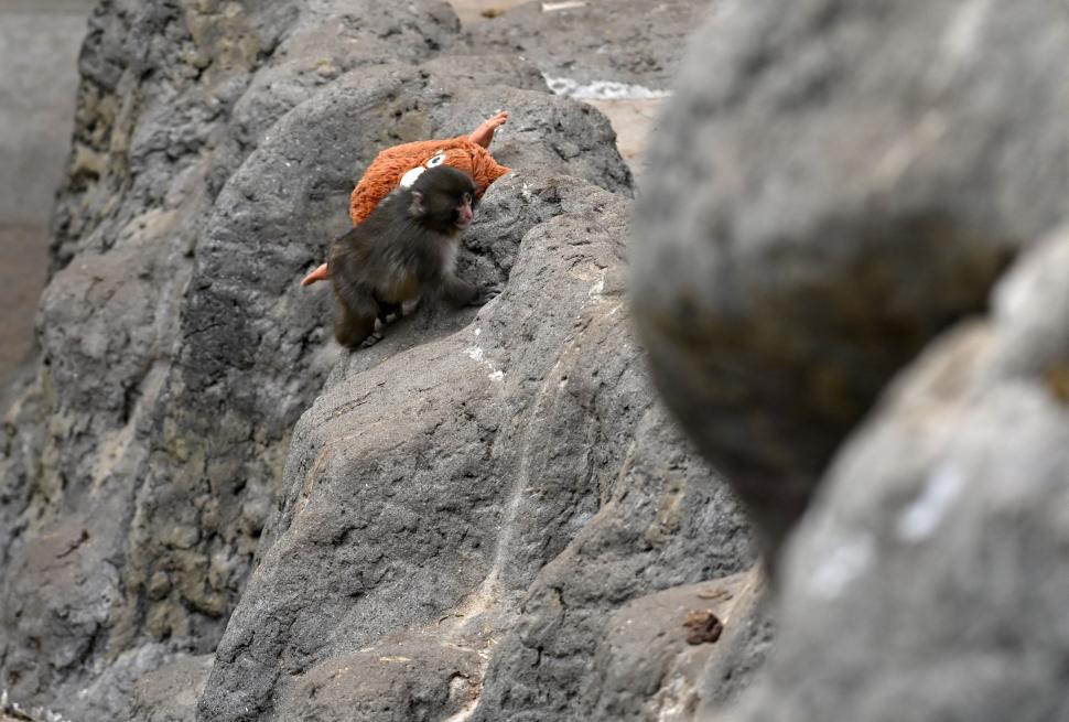 Isterie globală cu maimuțica Punch și „mama” ei de pluș: Sunt cozi infernale la Zoo în Japonia, iar pe net e deja vedetă 1048365