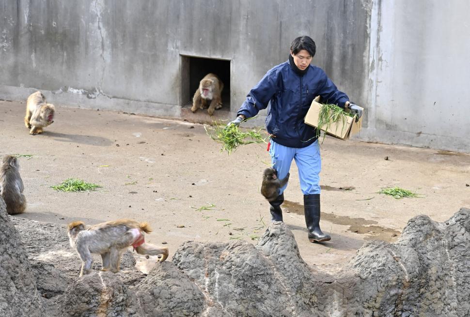 Isterie globală cu maimuțica Punch și „mama” ei de pluș: Sunt cozi infernale la Zoo în Japonia, iar pe net e deja vedetă 1048366