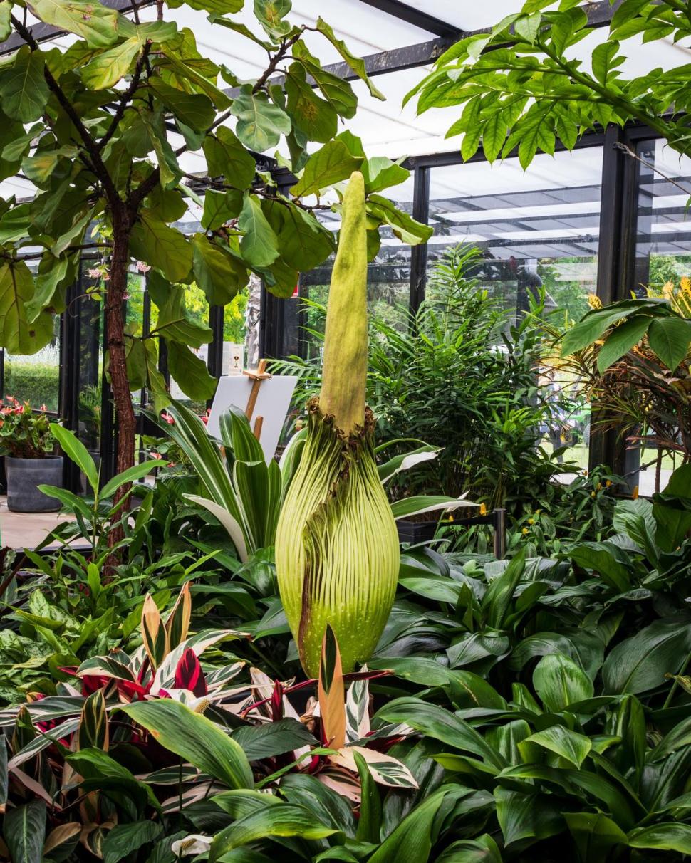 Țara care a devenit destinația mondială a „florii-cadavru” cu miros de putregai: Are sute de Titan Arum, cea mai mare colecție din lume 1048328