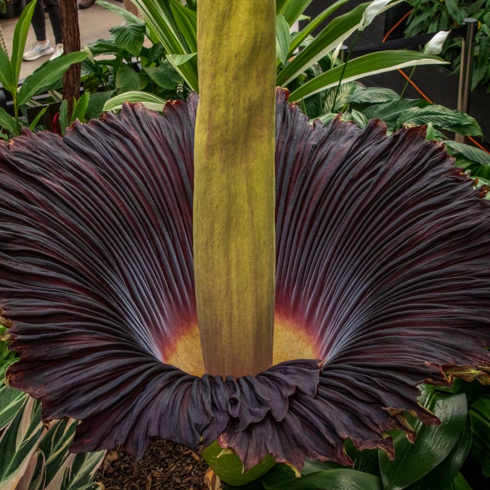 Țara care a devenit destinația mondială a „florii-cadavru” cu miros de putregai: Are sute de Titan Arum, cea mai mare colecție din lume 1048331