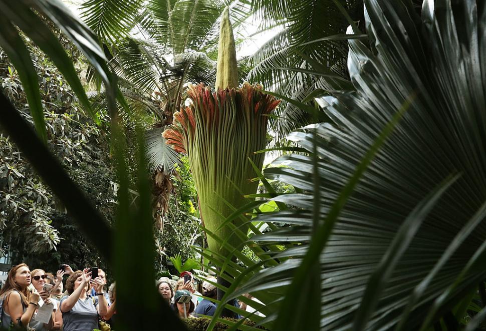 Țara care a devenit destinația mondială a „florii-cadavru” cu miros de putregai: Are sute de Titan Arum, cea mai mare colecție din lume 1048336