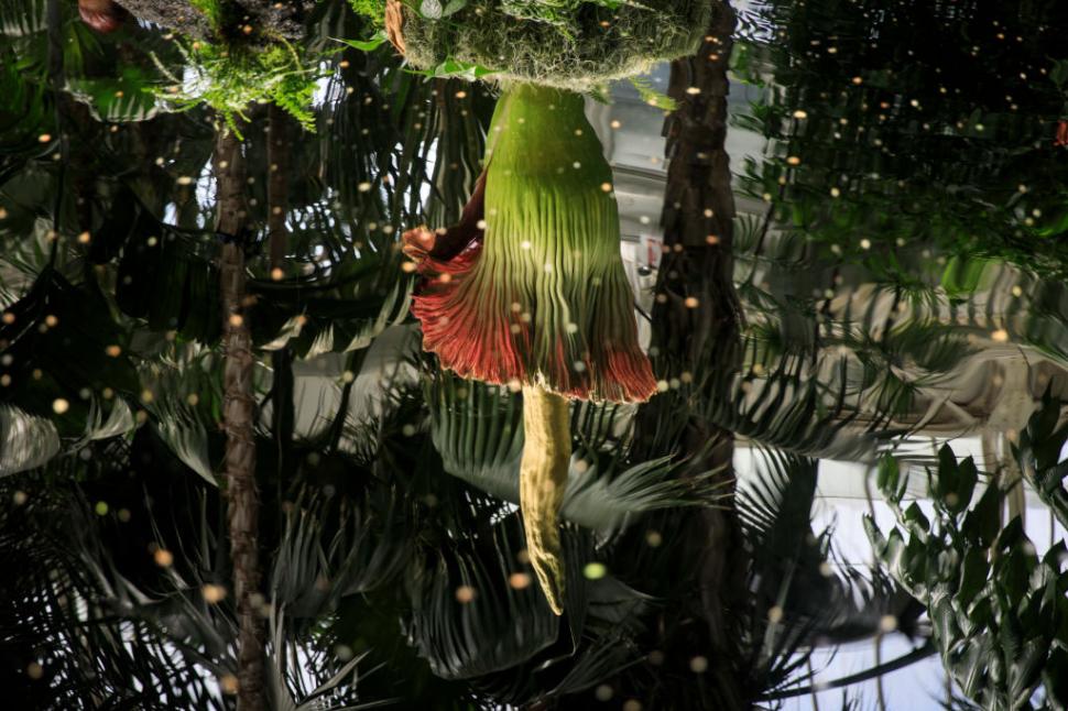 Țara care a devenit destinația mondială a „florii-cadavru” cu miros de putregai: Are sute de Titan Arum, cea mai mare colecție din lume 1048337