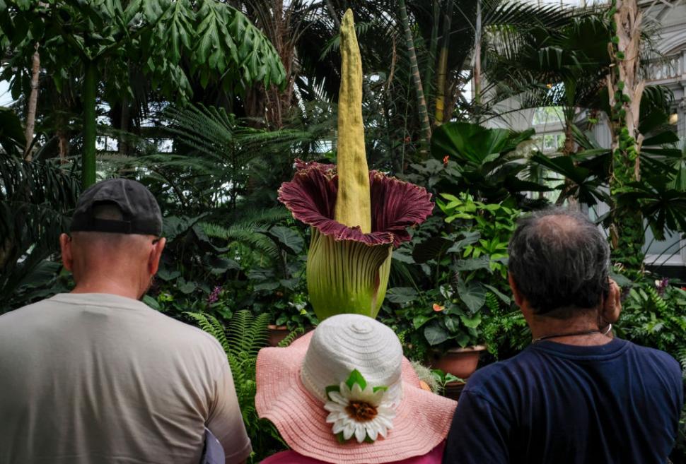 Țara care a devenit destinația mondială a „florii-cadavru” cu miros de putregai: Are sute de Titan Arum, cea mai mare colecție din lume 1048339