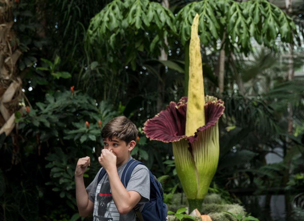 Țara care a devenit destinația mondială a „florii-cadavru” cu miros de putregai: Are sute de Titan Arum, cea mai mare colecție din lume 1048340