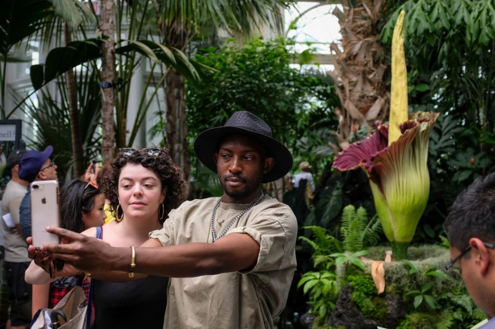 Țara care a devenit destinația mondială a „florii-cadavru” cu miros de putregai: Are sute de Titan Arum, cea mai mare colecție din lume 1048341