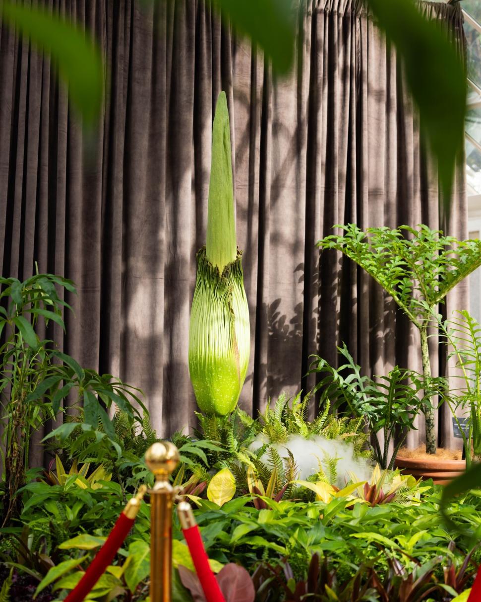 Țara care a devenit destinația mondială a „florii-cadavru” cu miros de putregai: Are sute de Titan Arum, cea mai mare colecție din lume 1048345