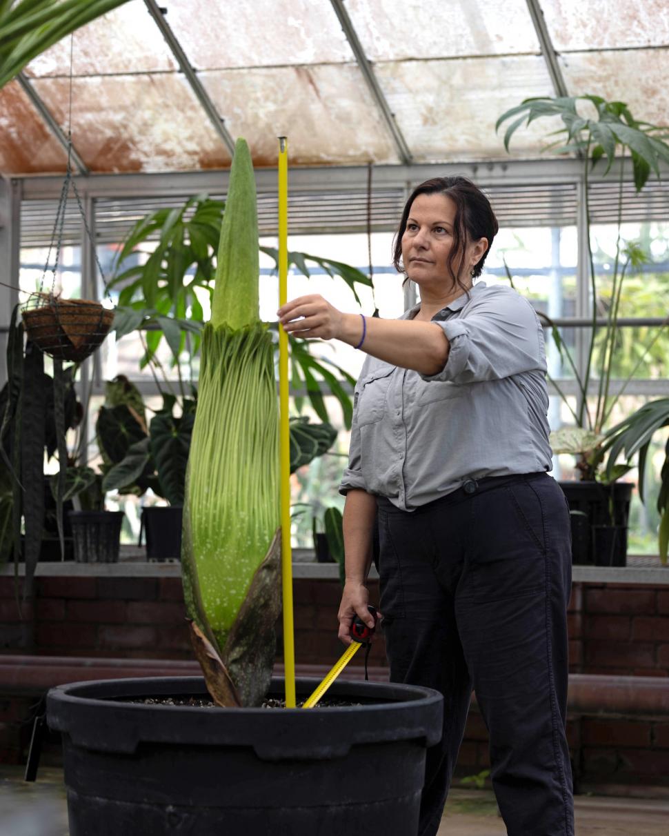 Țara care a devenit destinația mondială a „florii-cadavru” cu miros de putregai: Are sute de Titan Arum, cea mai mare colecție din lume 1048347