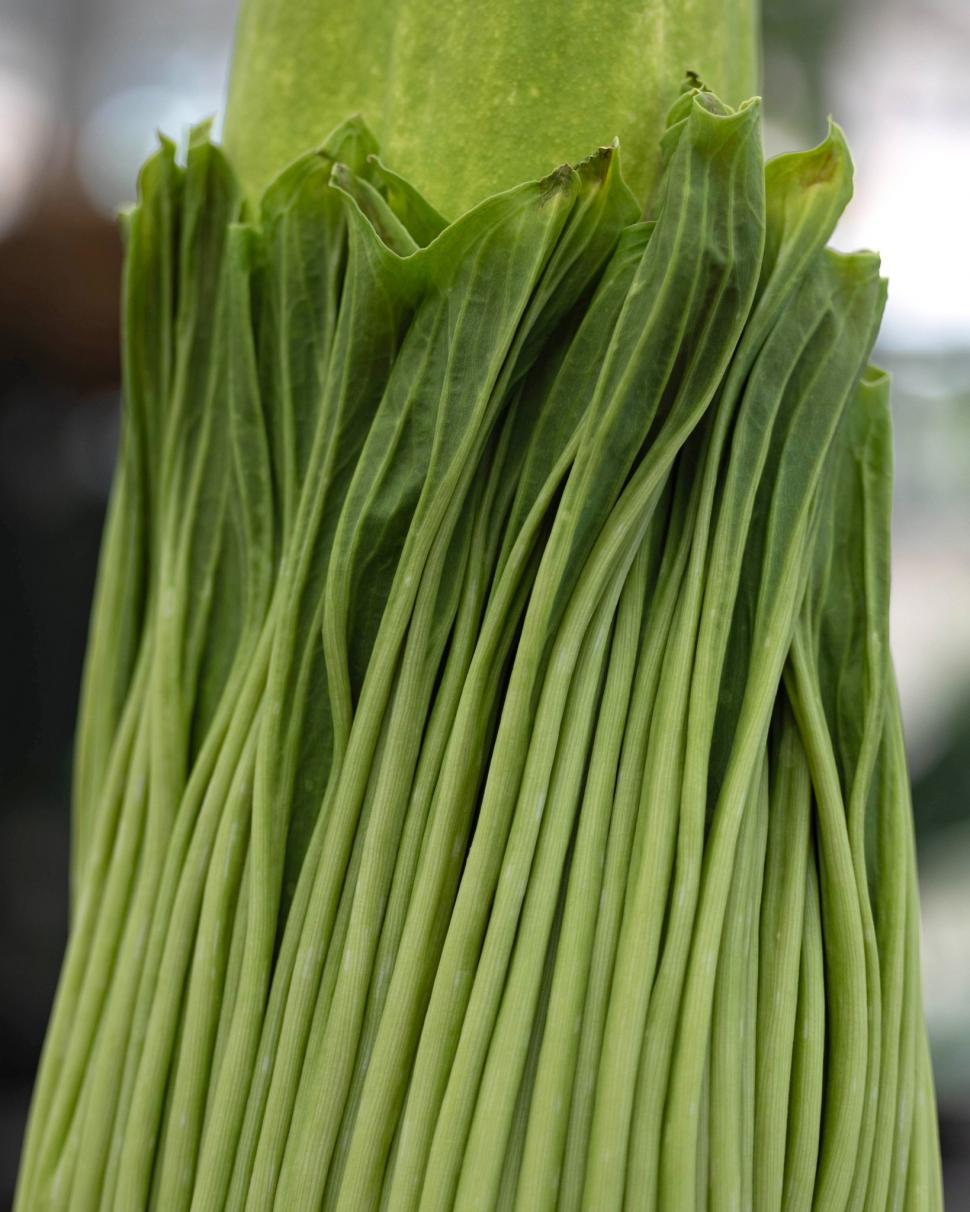 Țara care a devenit destinația mondială a „florii-cadavru” cu miros de putregai: Are sute de Titan Arum, cea mai mare colecție din lume 1048348