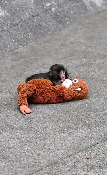 Urangutanul de pluș care ține loc de mamă pentru maimuțica orfană Punch e sold out în magazine IKEA din toată lumea. Cât costă jucăria 1048384
