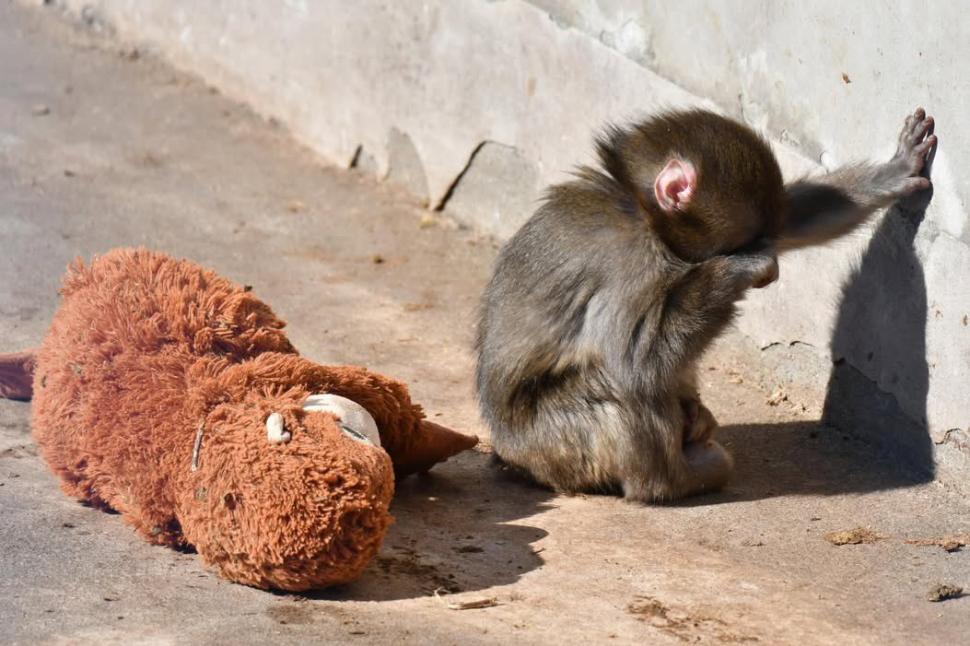 Urangutanul de pluș care ține loc de mamă pentru maimuțica orfană Punch e sold out în magazine IKEA din toată lumea. Cât costă jucăria 1048388