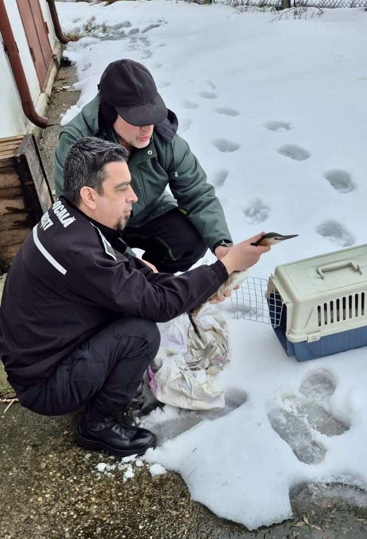 O pasăre spectaculoasă din Delta Văcărești, dintr-o specie protejată, a fost salvată după ce a rămas blocată în zăpadă 1048753