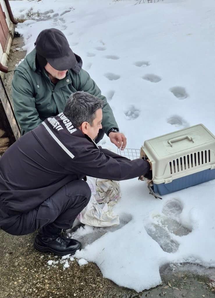 O pasăre spectaculoasă din Delta Văcărești, dintr-o specie protejată, a fost salvată după ce a rămas blocată în zăpadă 1048754