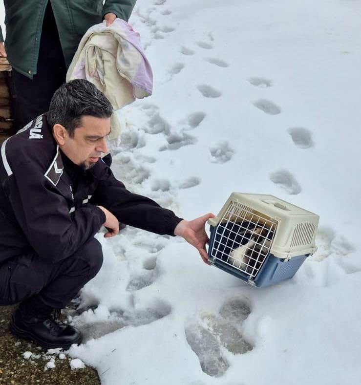 O pasăre spectaculoasă din Delta Văcărești, dintr-o specie protejată, a fost salvată după ce a rămas blocată în zăpadă 1048755