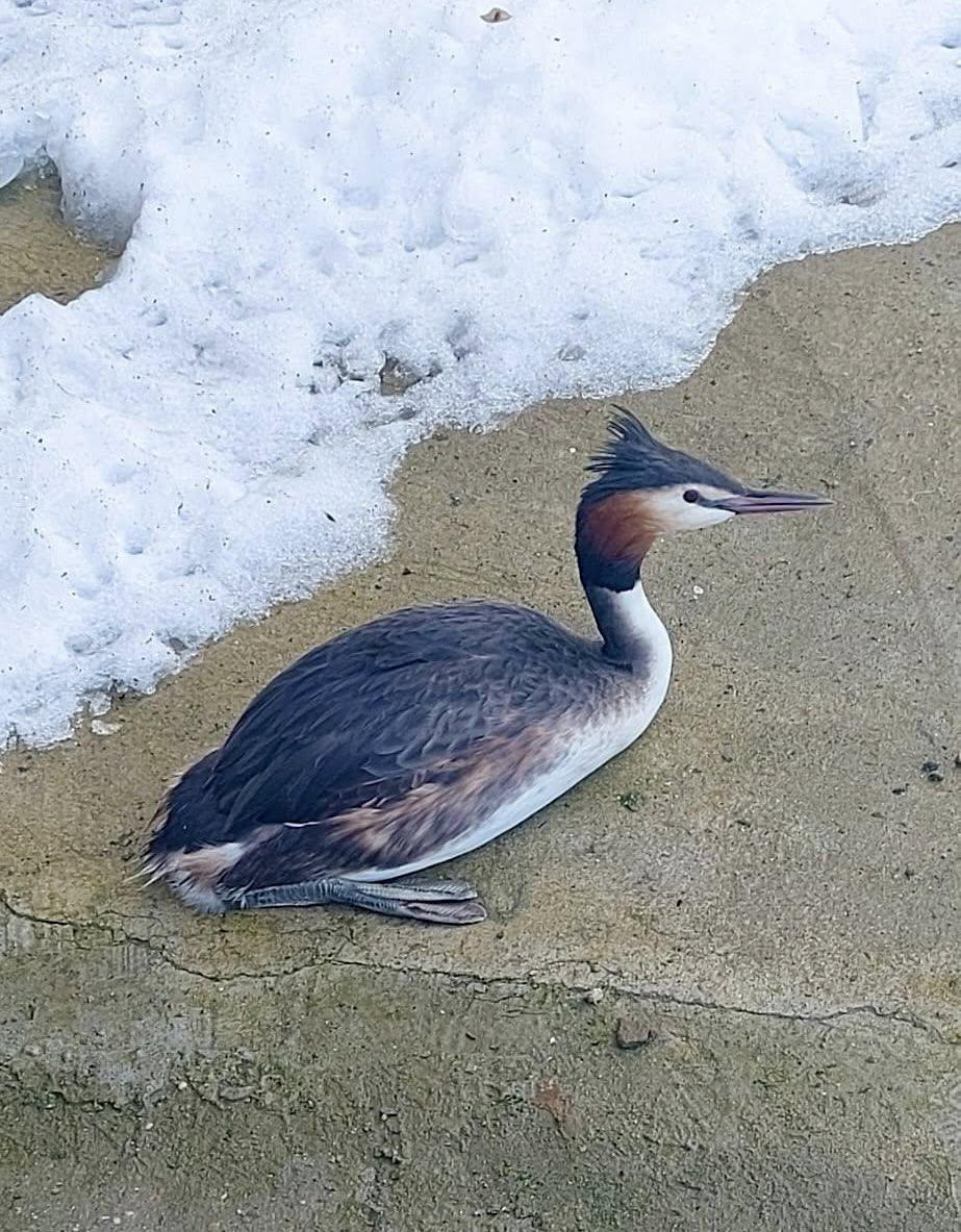 O pasăre spectaculoasă din Delta Văcărești, dintr-o specie protejată, a fost salvată după ce a rămas blocată în zăpadă 1048756