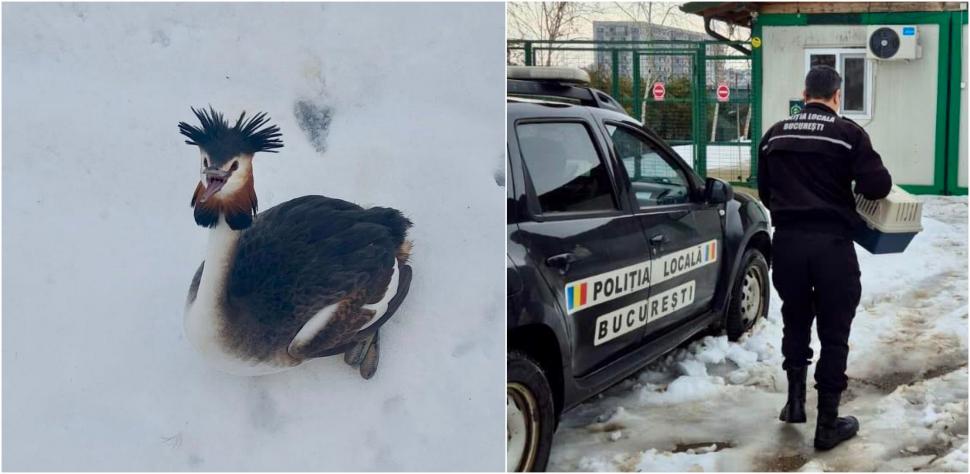 O pasăre spectaculoasă din Delta Văcărești, dintr-o specie protejată, a fost salvată după ce a rămas blocată în zăpadă 1048758