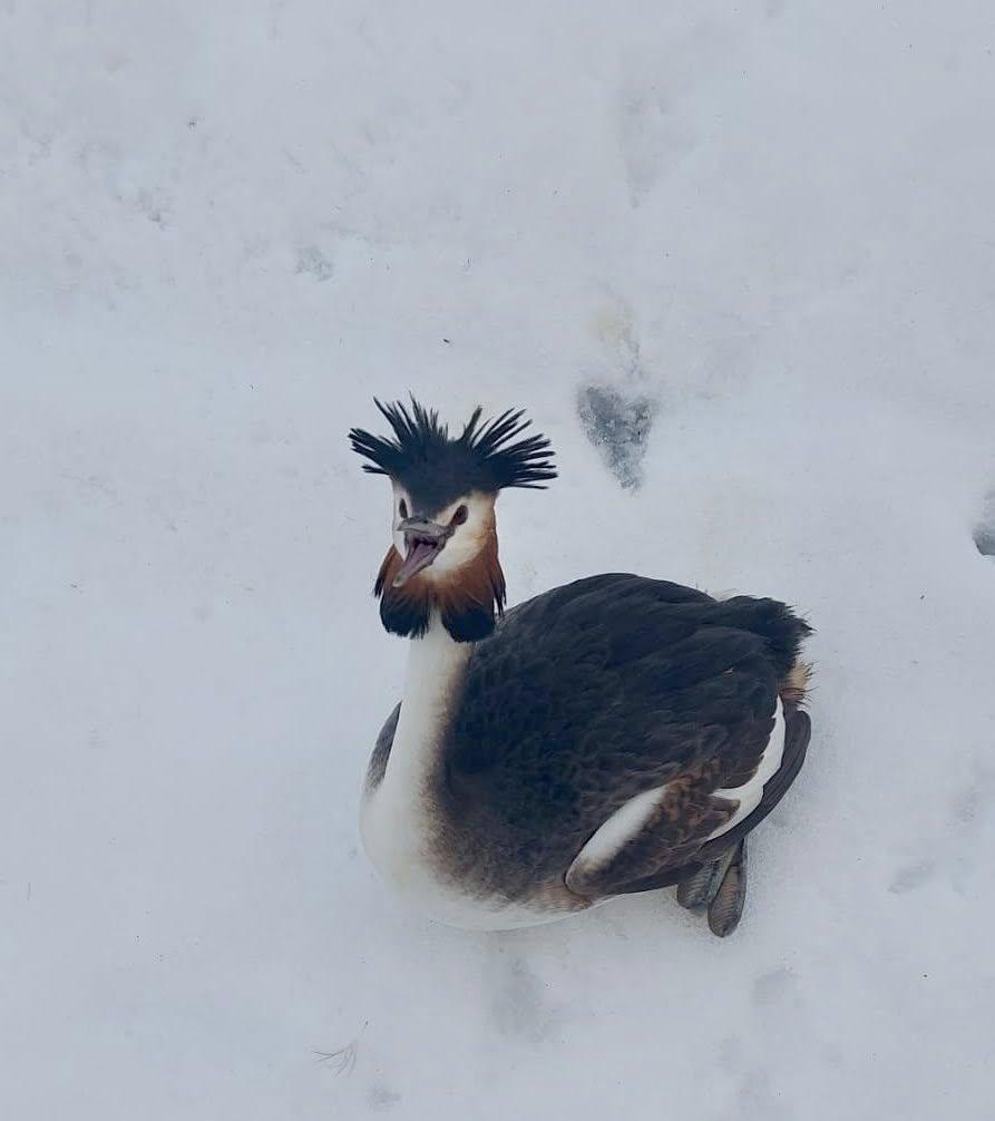 O pasăre spectaculoasă din Delta Văcărești, dintr-o specie protejată, a fost salvată după ce a rămas blocată în zăpadă 1048759