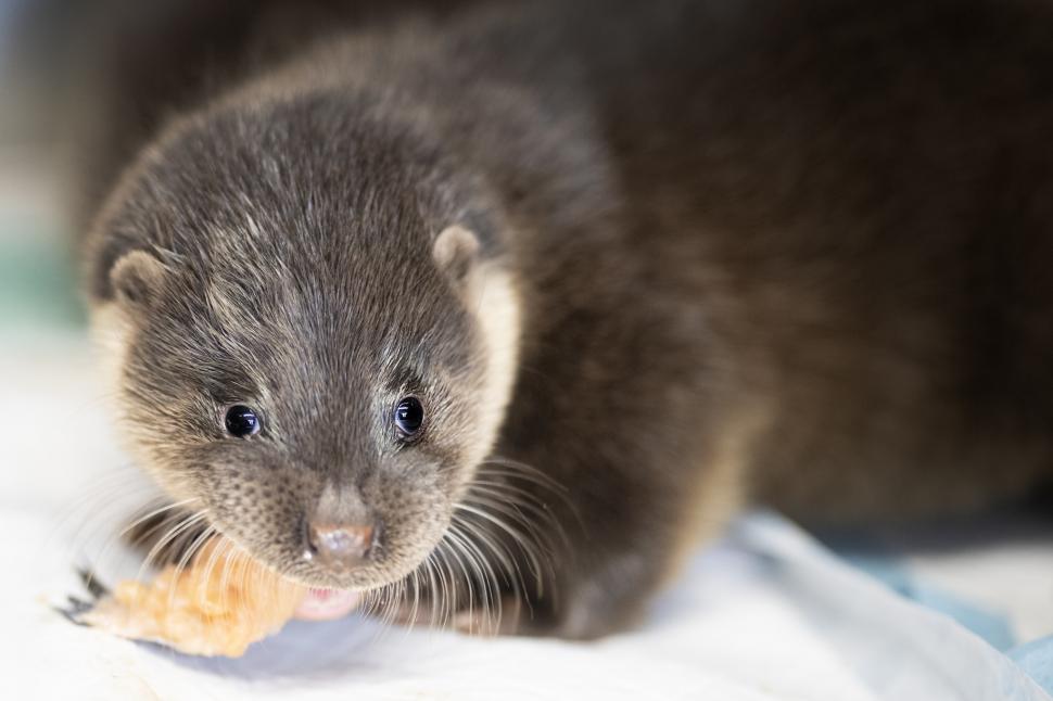 Oamenii s-au mobilizat masiv pentru doi pui de vidră găsiți slăbiți și bolnavi pe un câmp 1049019