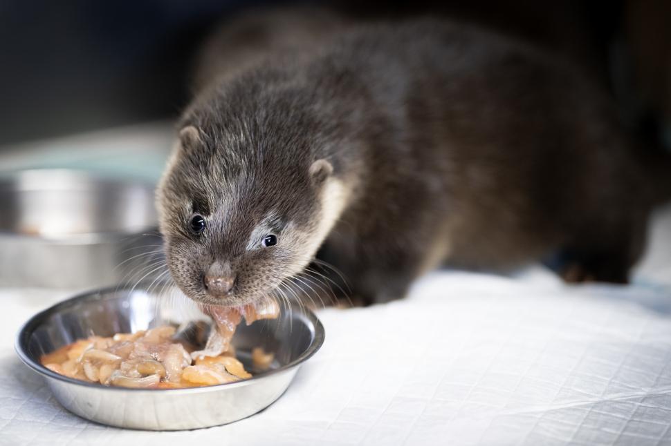 Oamenii s-au mobilizat masiv pentru doi pui de vidră găsiți slăbiți și bolnavi pe un câmp 1049020