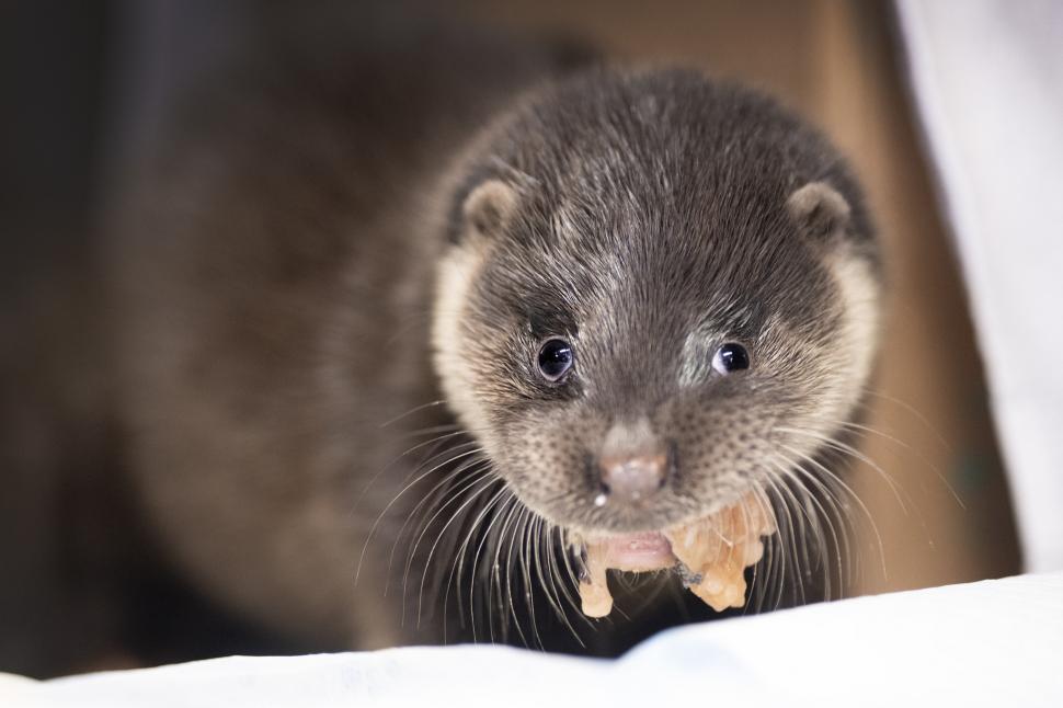 Oamenii s-au mobilizat masiv pentru doi pui de vidră găsiți slăbiți și bolnavi pe un câmp 1049021