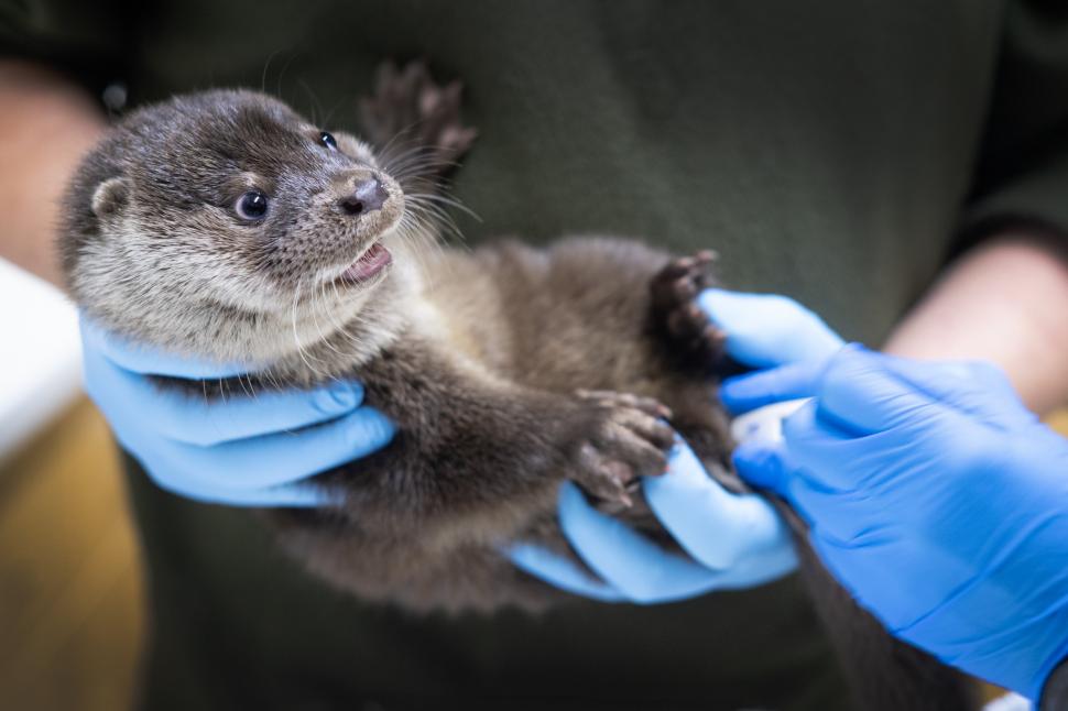 Oamenii s-au mobilizat masiv pentru doi pui de vidră găsiți slăbiți și bolnavi pe un câmp 1049023