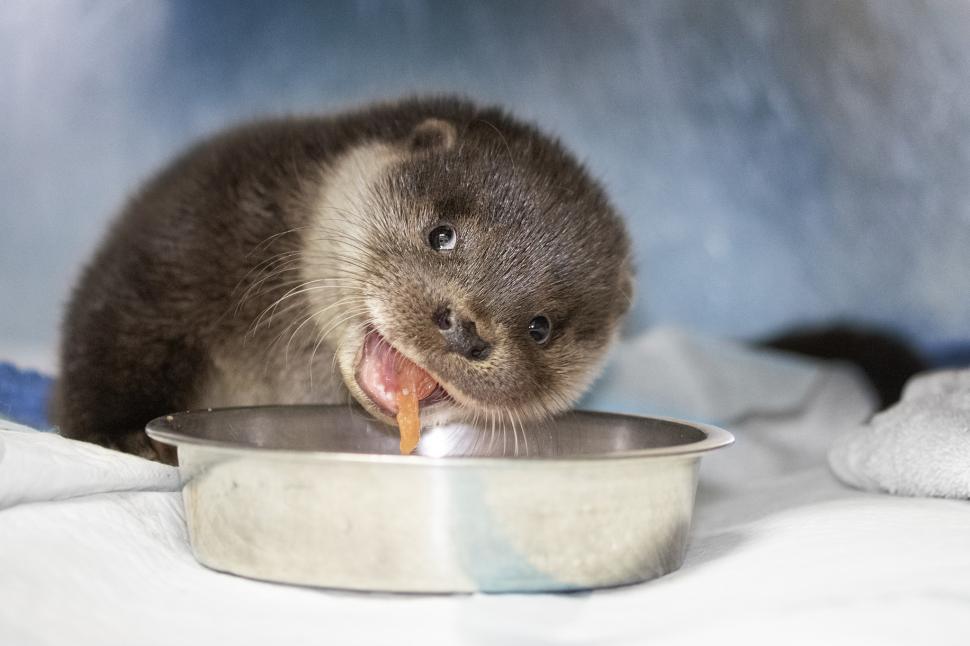 Oamenii s-au mobilizat masiv pentru doi pui de vidră găsiți slăbiți și bolnavi pe un câmp 1049024