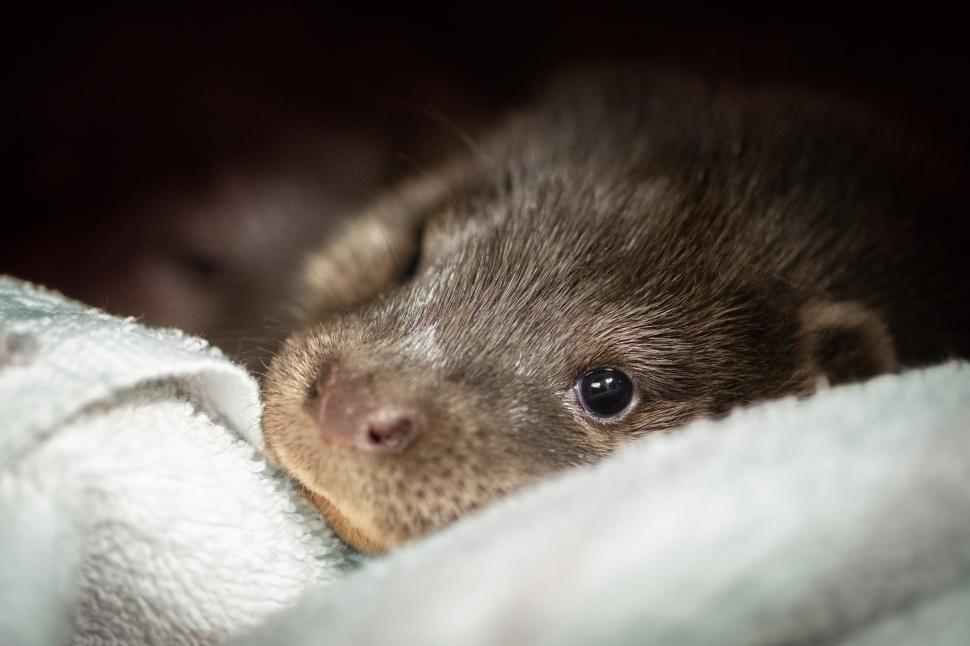 Oamenii s-au mobilizat masiv pentru doi pui de vidră găsiți slăbiți și bolnavi pe un câmp 1049025