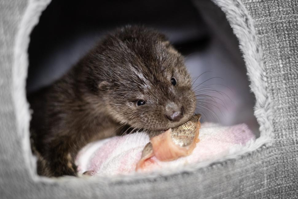 Oamenii s-au mobilizat masiv pentru doi pui de vidră găsiți slăbiți și bolnavi pe un câmp 1049026