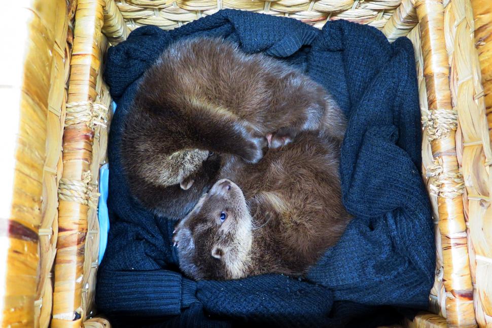 Oamenii s-au mobilizat masiv pentru doi pui de vidră găsiți slăbiți și bolnavi pe un câmp 1049027