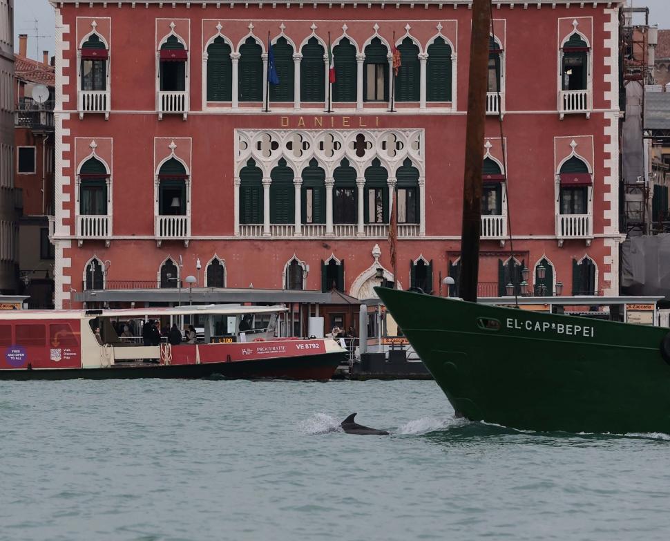”Save Mimmo”. Campanie pentru protejarea ”delfinului solitar din laguna Veneției”, care sare fără teamă în fața ambarcațiunilor 1048867