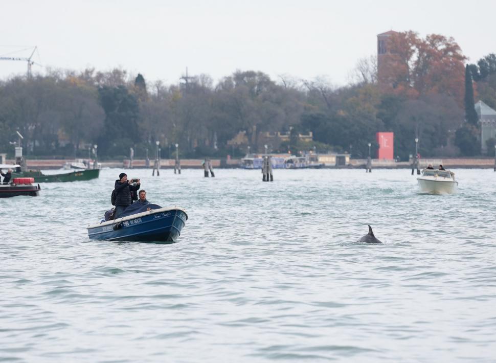 ”Save Mimmo”. Campanie pentru protejarea ”delfinului solitar din laguna Veneției”, care sare fără teamă în fața ambarcațiunilor 1048868