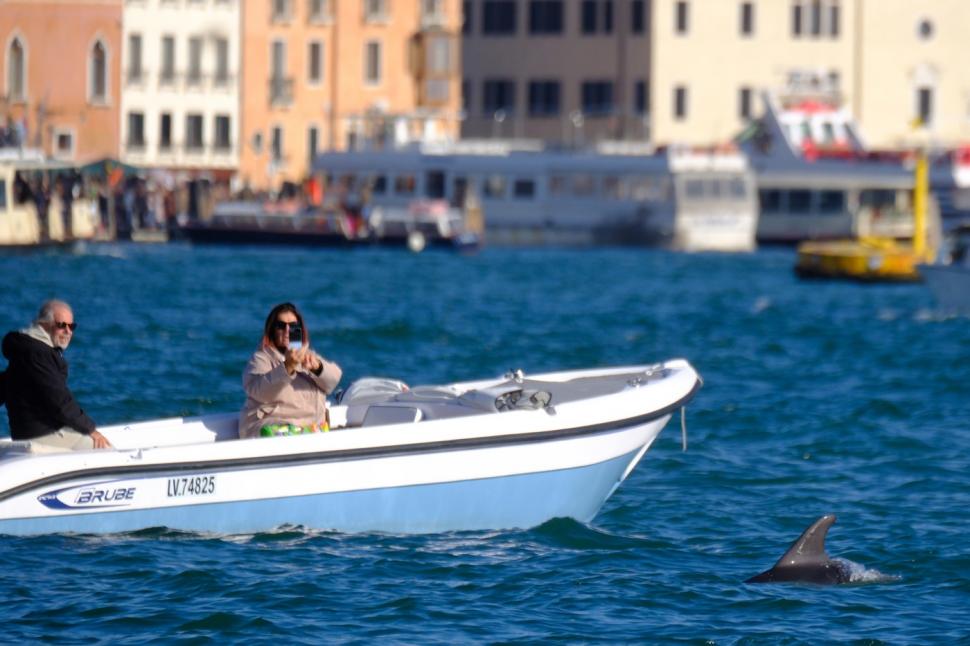 ”Save Mimmo”. Campanie pentru protejarea ”delfinului solitar din laguna Veneției”, care sare fără teamă în fața ambarcațiunilor 1048871