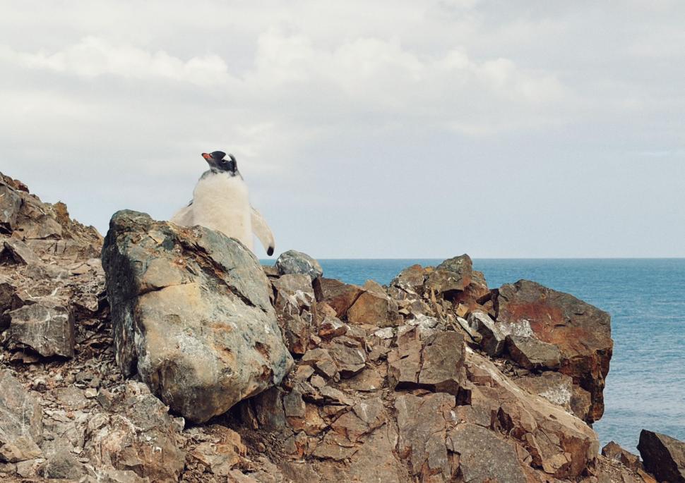 Nu avem stație în Antarctica. Dar avem cercetători care ajung acolo: „Asta e ceva ce ți se întâmplă o singură dată în viață” 1049786