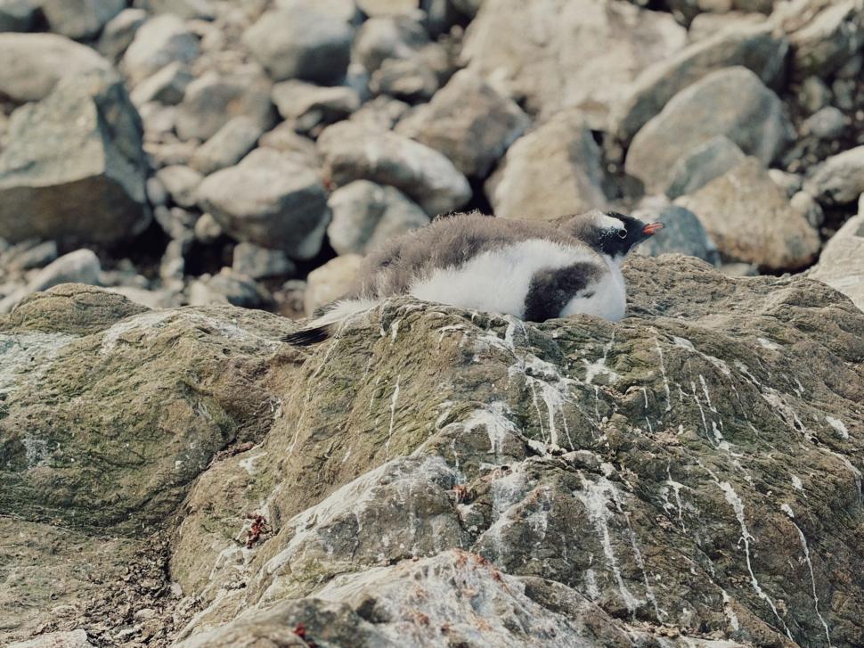 Nu avem stație în Antarctica. Dar avem cercetători care ajung acolo: „Asta e ceva ce ți se întâmplă o singură dată în viață” 1049789