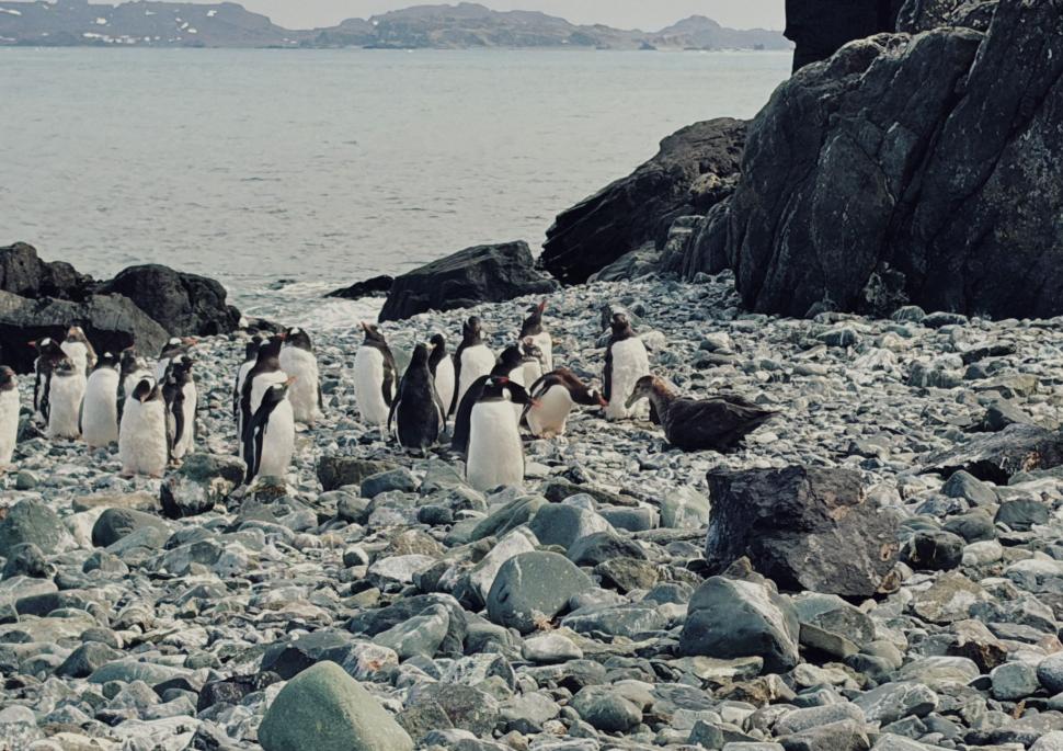 Nu avem stație în Antarctica. Dar avem cercetători care ajung acolo: „Asta e ceva ce ți se întâmplă o singură dată în viață” 1049791