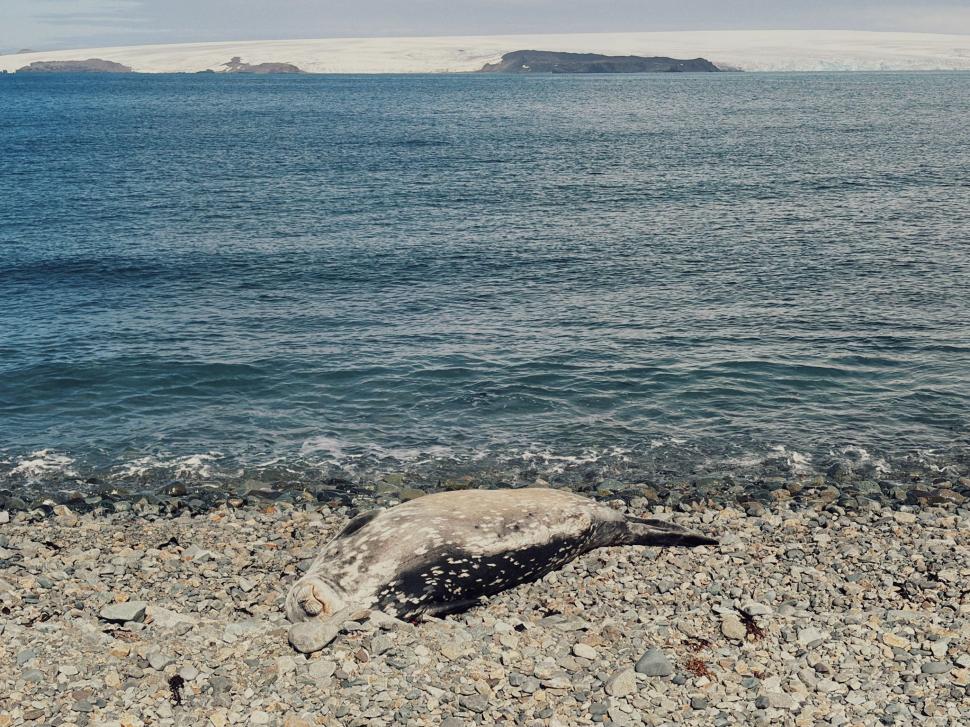 Nu avem stație în Antarctica. Dar avem cercetători care ajung acolo: „Asta e ceva ce ți se întâmplă o singură dată în viață” 1049792