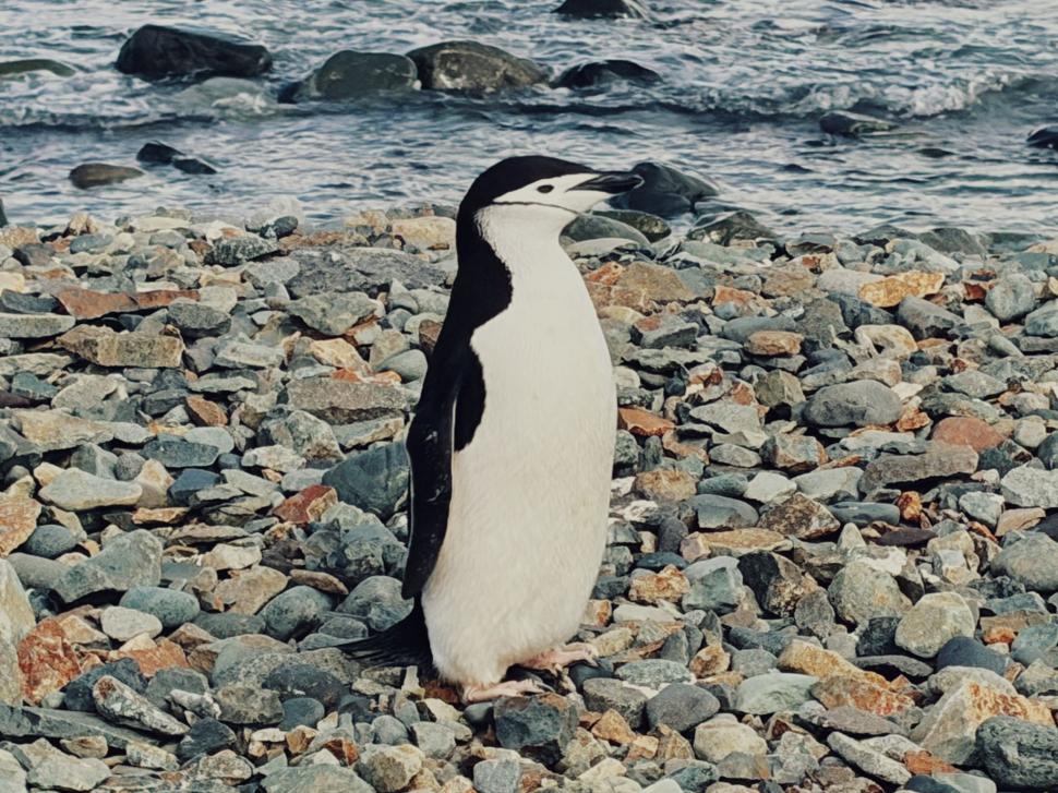 Nu avem stație în Antarctica. Dar avem cercetători care ajung acolo: „Asta e ceva ce ți se întâmplă o singură dată în viață” 1049795
