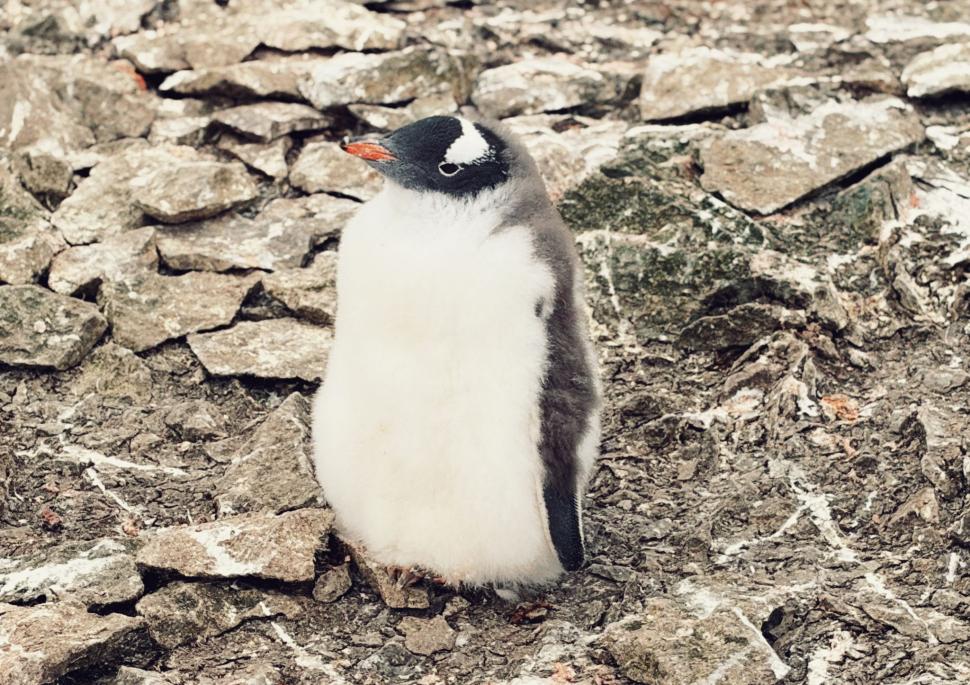 Nu avem stație în Antarctica. Dar avem cercetători care ajung acolo: „Asta e ceva ce ți se întâmplă o singură dată în viață” 1049807