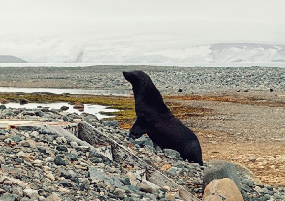 Nu avem stație în Antarctica. Dar avem cercetători care ajung acolo: „Asta e ceva ce ți se întâmplă o singură dată în viață” 1049815