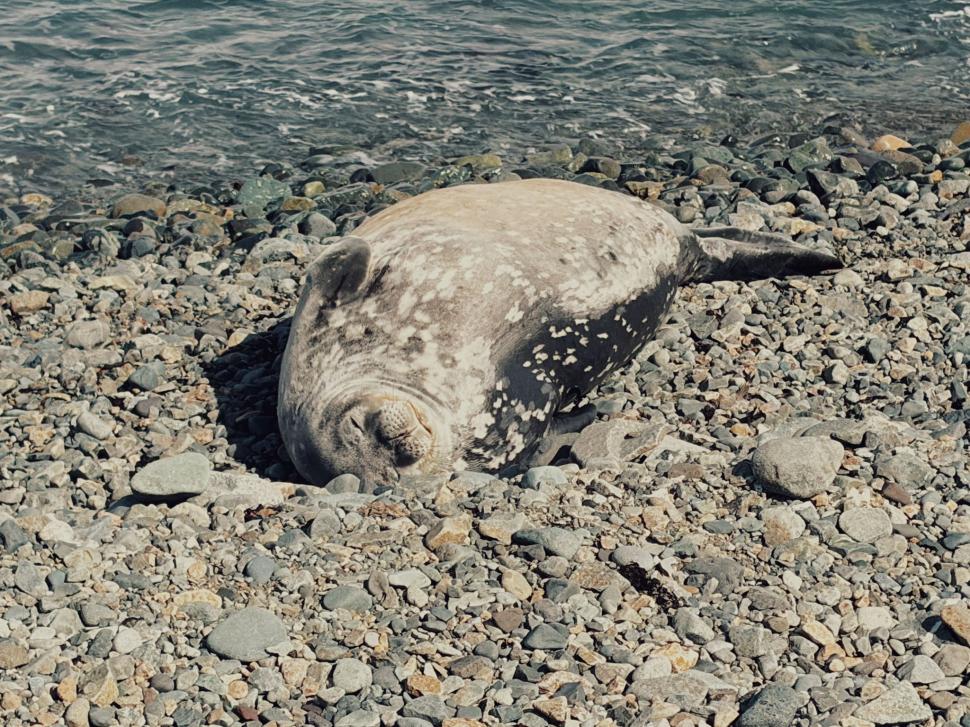 Nu avem stație în Antarctica. Dar avem cercetători care ajung acolo: „Asta e ceva ce ți se întâmplă o singură dată în viață” 1049822
