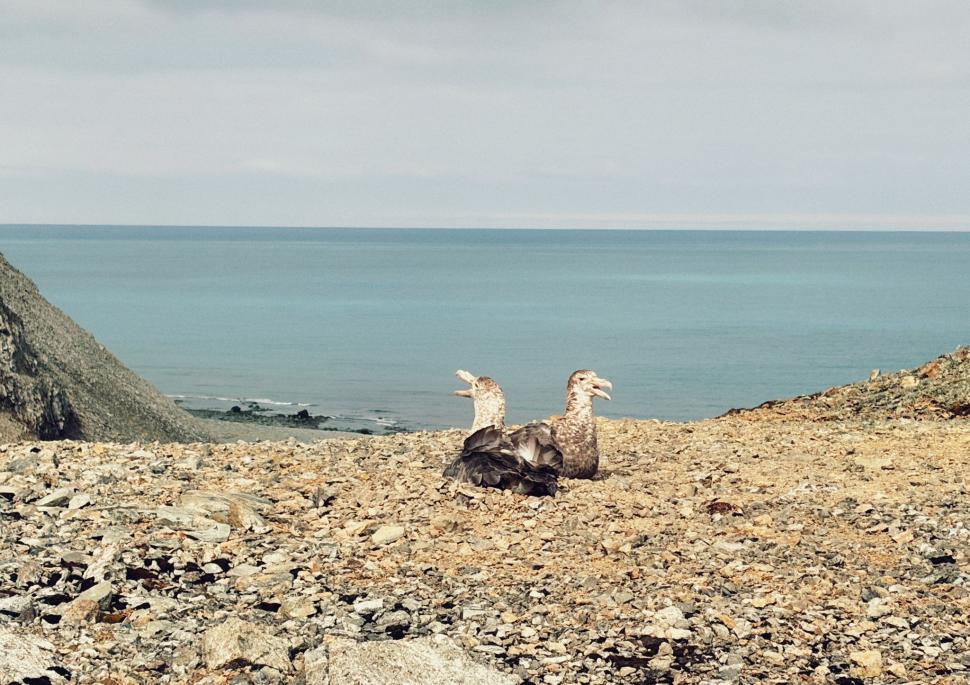 Nu avem stație în Antarctica. Dar avem cercetători care ajung acolo: „Asta e ceva ce ți se întâmplă o singură dată în viață” 1049826
