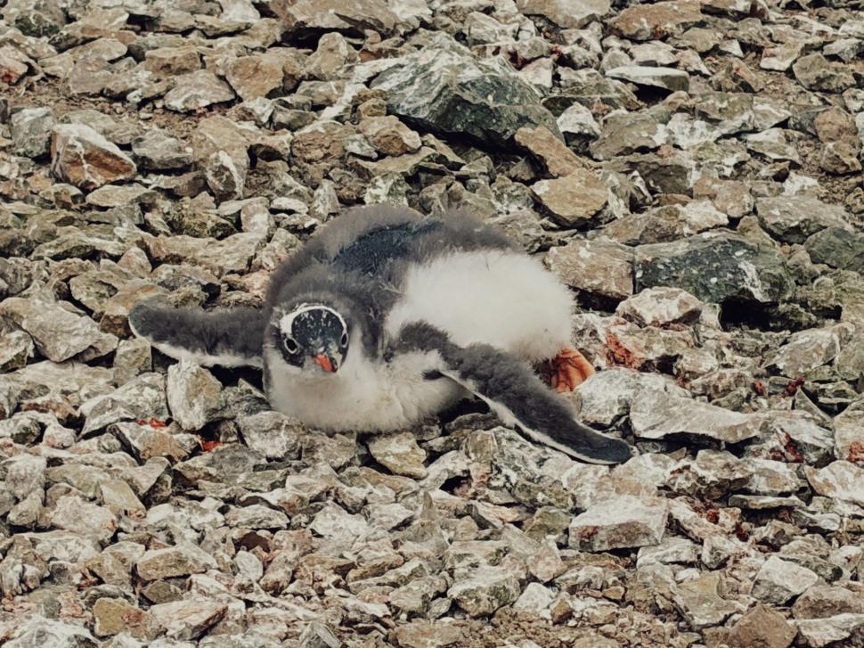 Nu avem stație în Antarctica. Dar avem cercetători care ajung acolo: „Asta e ceva ce ți se întâmplă o singură dată în viață” 1049838