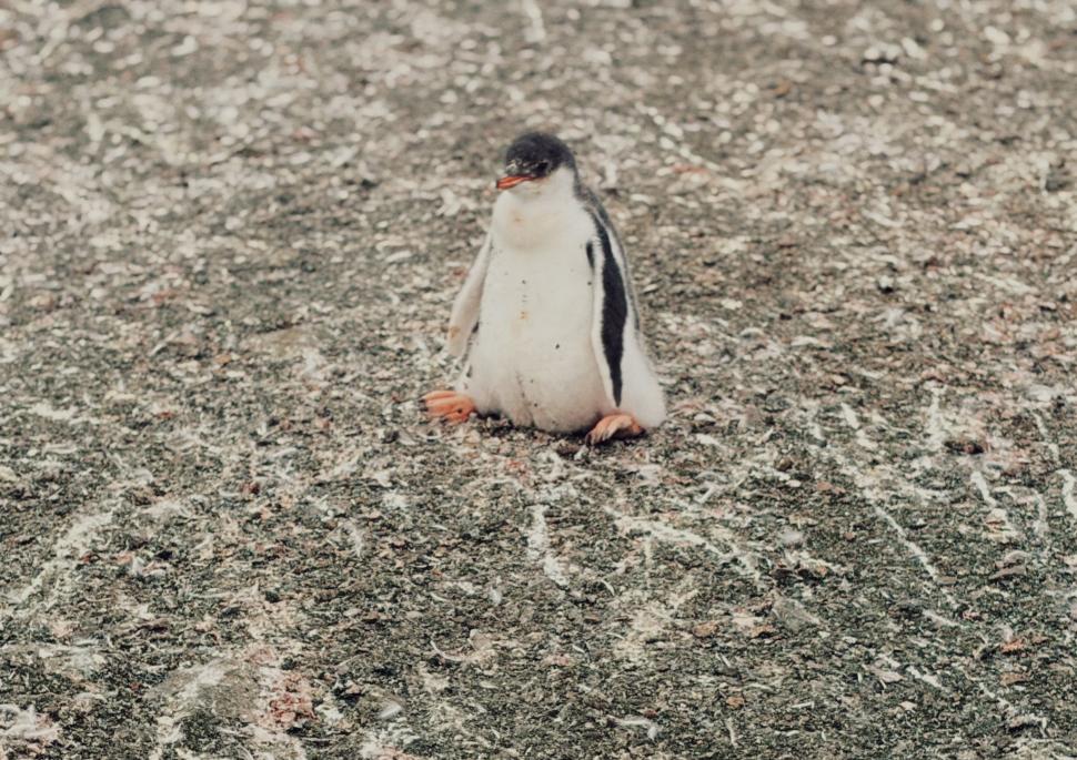 Nu avem stație în Antarctica. Dar avem cercetători care ajung acolo: „Asta e ceva ce ți se întâmplă o singură dată în viață” 1049839