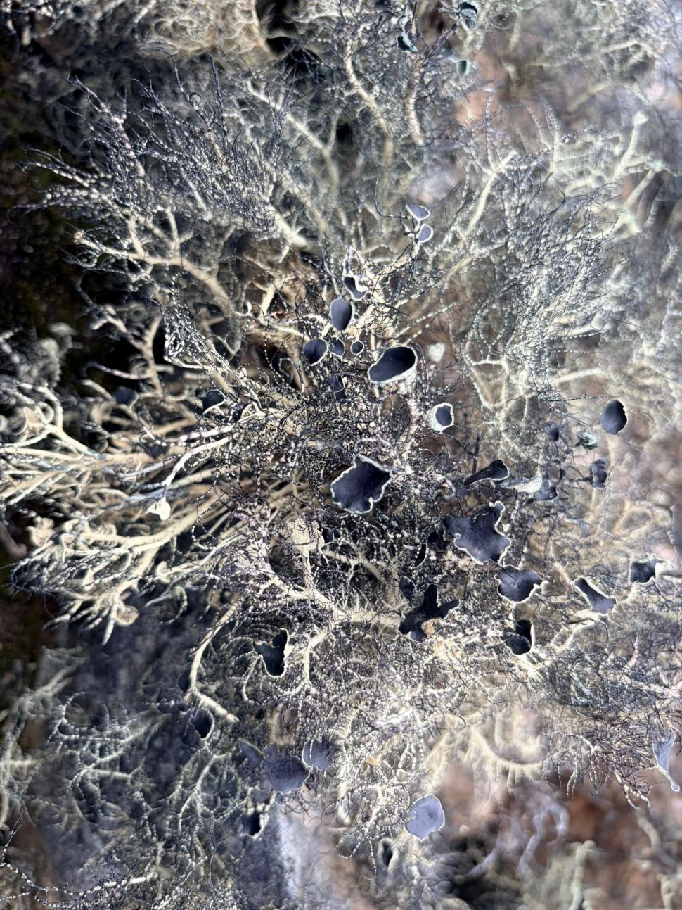 Nu avem stație în Antarctica. Dar avem cercetători care ajung acolo: „Asta e ceva ce ți se întâmplă o singură dată în viață” 1049844