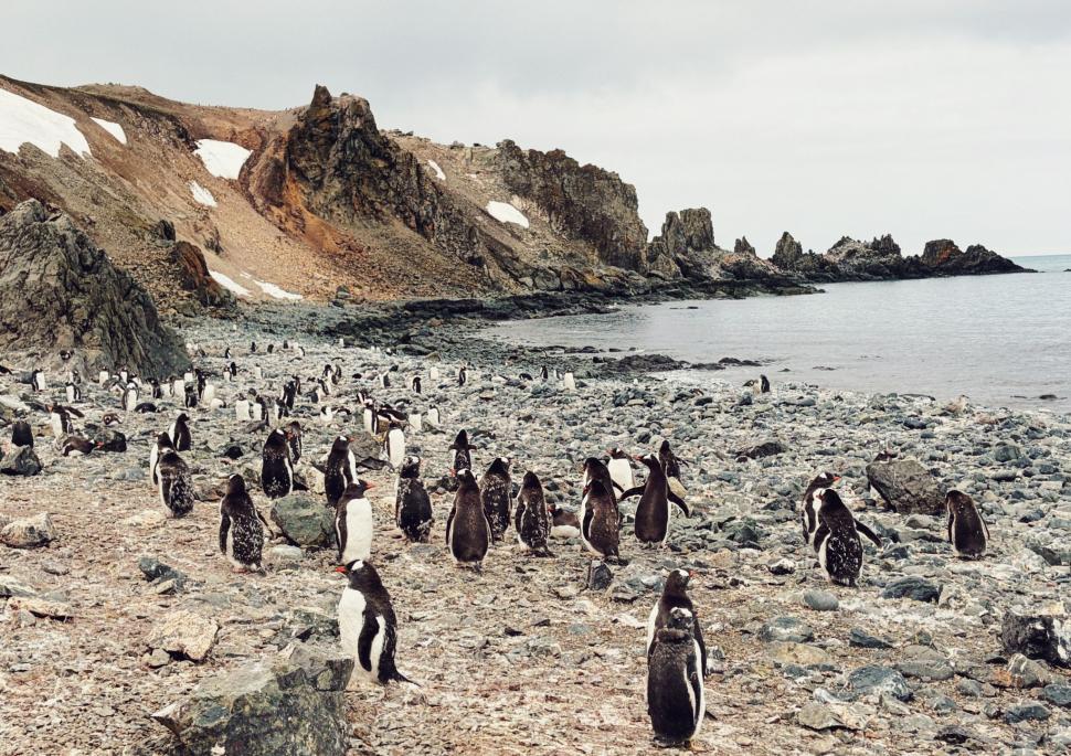 Nu avem stație în Antarctica. Dar avem cercetători care ajung acolo: „Asta e ceva ce ți se întâmplă o singură dată în viață” 1049852